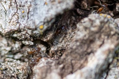 Liometopum occidentale photo 105