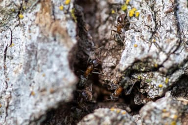 Liometopum occidentale photo 106