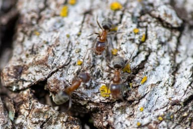 Liometopum occidentale photo 107