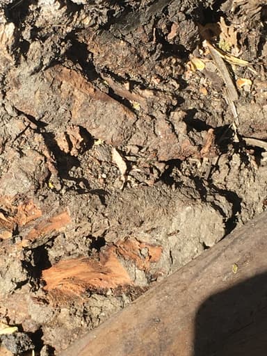 Liometopum occidentale photo 109
