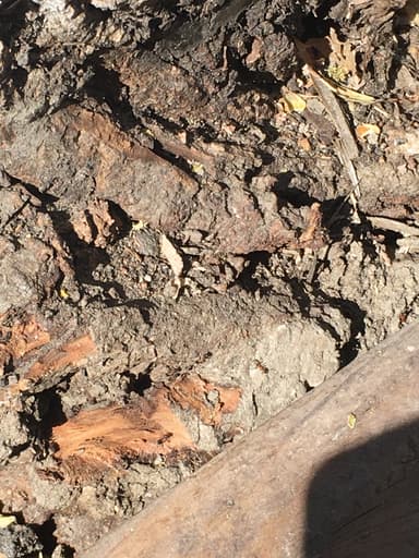 Liometopum occidentale photo 110