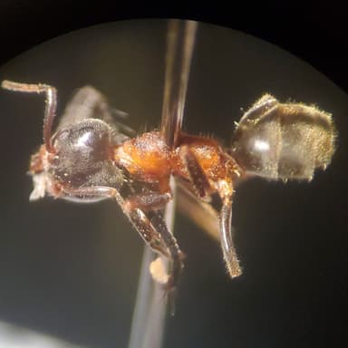 Liometopum occidentale photo 112