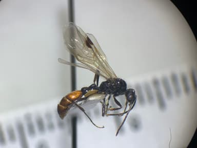 Manica invidia photo 3