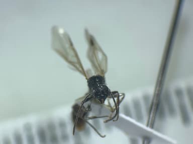 Manica invidia photo 4