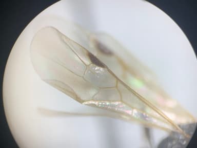 Manica invidia photo 6