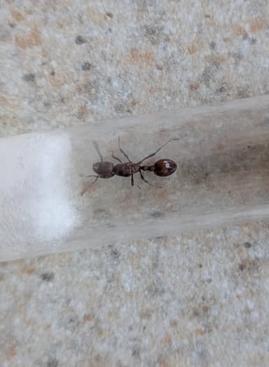 Manica invidia photo 9