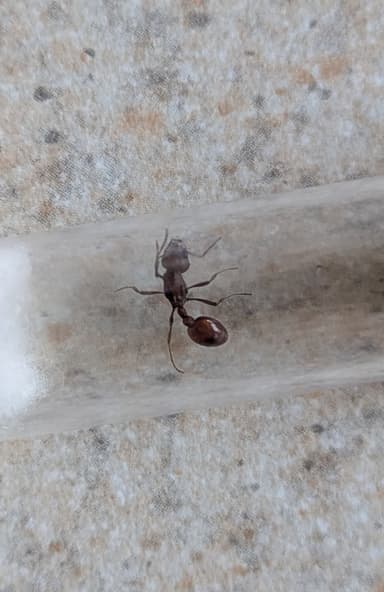 Manica invidia photo 10