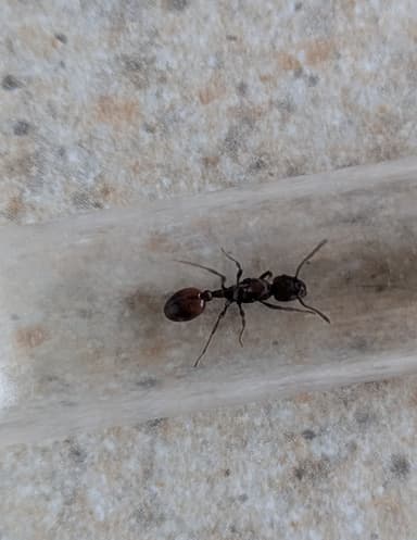 Manica invidia photo 11