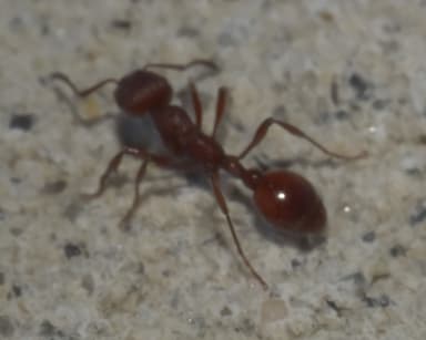 Manica invidia photo 14