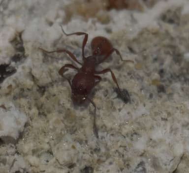 Manica invidia photo 16