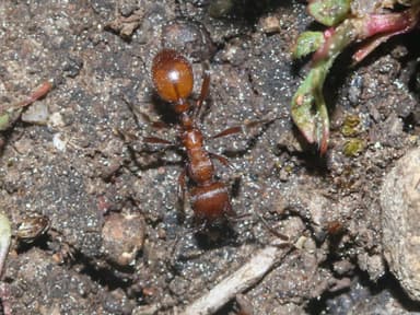 Manica invidia photo 20