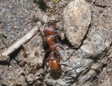Manica invidia photo 21