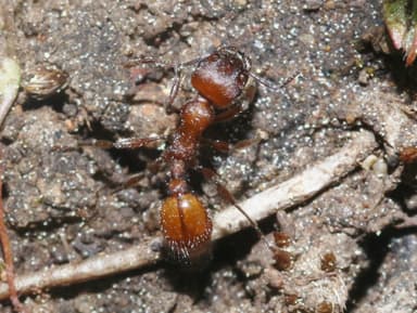 Manica invidia photo 22