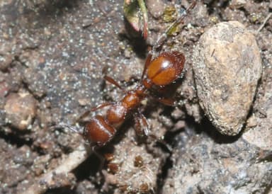 Manica invidia photo 23