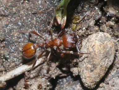 Manica invidia photo 24