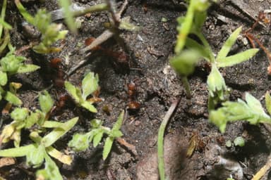 Manica invidia photo 25