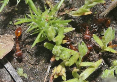 Manica invidia photo 26