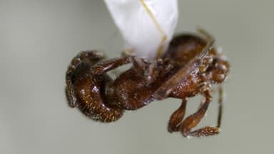 Manica invidia photo 28
