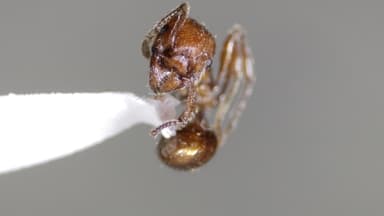 Manica invidia photo 29