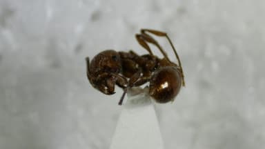 Manica invidia photo 30