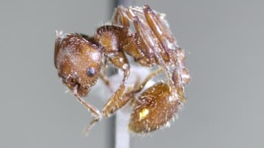 Manica invidia photo 31
