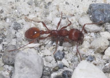 Manica invidia photo 33