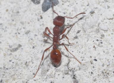 Manica invidia photo 34