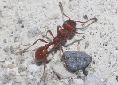 Manica invidia photo 35