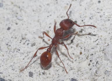 Manica invidia photo 36