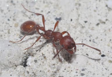 Manica invidia photo 38