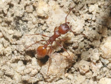 Manica invidia photo 42