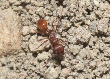Manica invidia photo 43