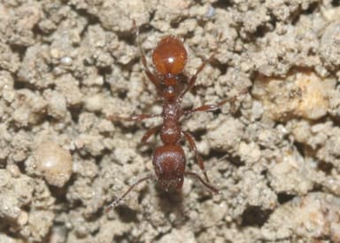 Manica invidia photo 44