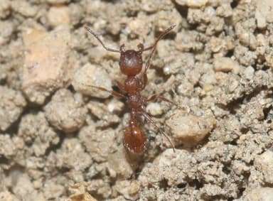 Manica invidia photo 46
