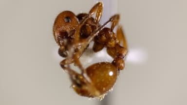 Manica invidia photo 52