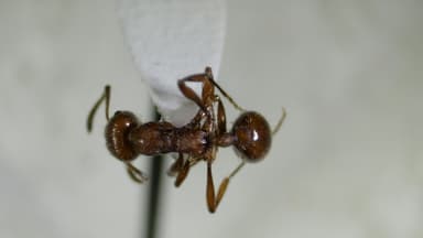 Manica invidia photo 53