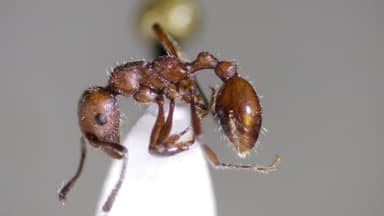 Manica invidia photo 54