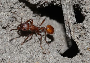 Manica invidia — colony photo 57