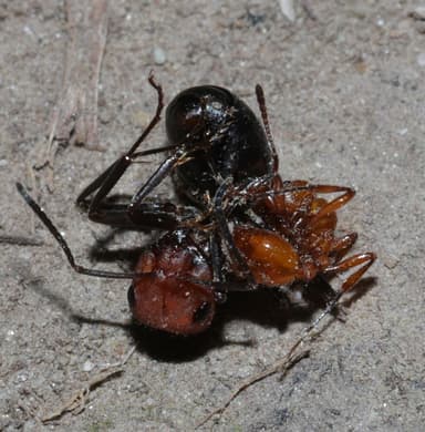 Manica invidia — colony photo 58