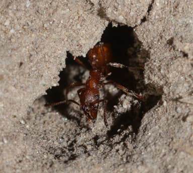 Manica invidia — colony photo 59
