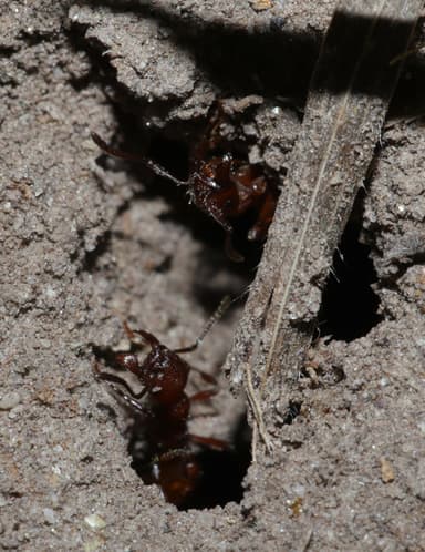 Manica invidia — colony photo 60