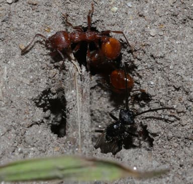 Manica invidia — colony photo 61