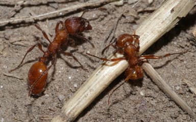 Manica invidia — colony photo 62