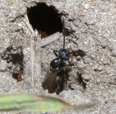 Manica invidia — colony photo 64