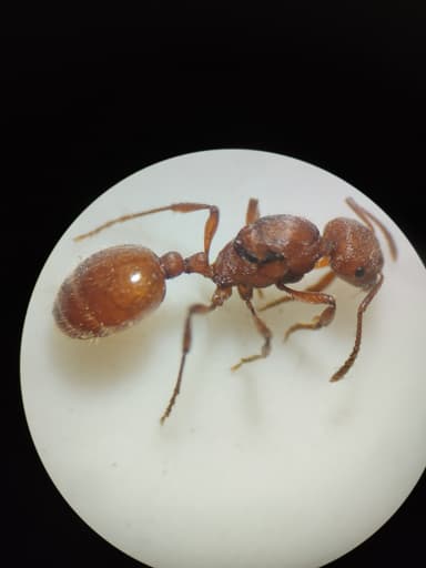 Manica invidia photo 67