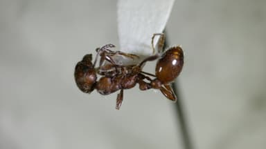 Manica invidia photo 68