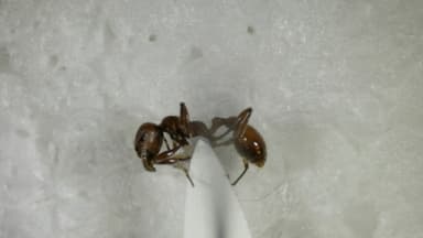 Manica invidia photo 69