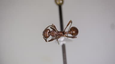 Manica invidia photo 71