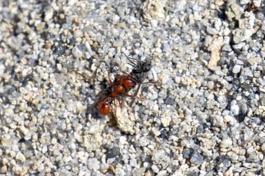 Manica invidia photo 81