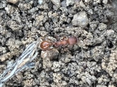 Manica invidia photo 86